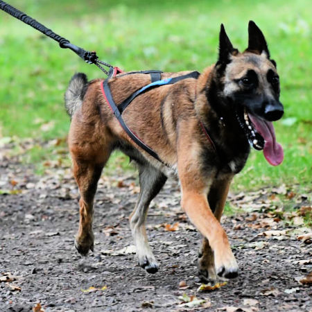 quel harnais pour pratiquer le cani cross