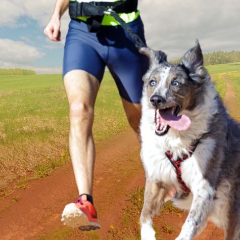 pourquoi le canicross est bon pour votre chien